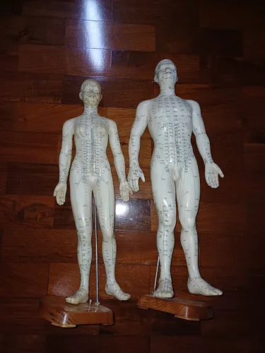 Bonecos de acupuntura masculino e feminino