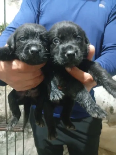 Filhotes de labrador