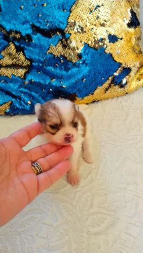 Lulu pomerania meninos perfeito 