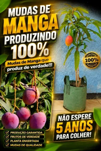 FRUTÍFERAS Produzindo 100% enxertadas ?