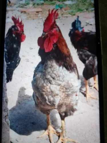 120 galinha GSb pra vender logo
