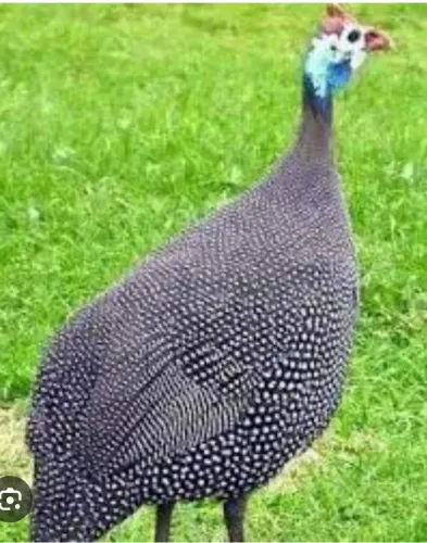 Galinha de angola