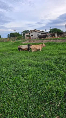 Mini animais / mini vaca / mini cabras