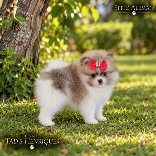 SPITZ ALEMÃO - LINDOS FILHOTES