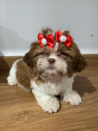 Filhote de shih tzu!!!