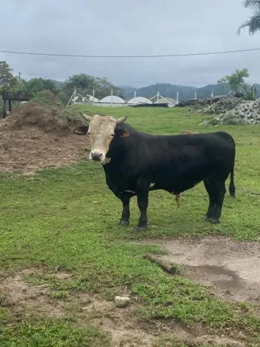 Mini Boi