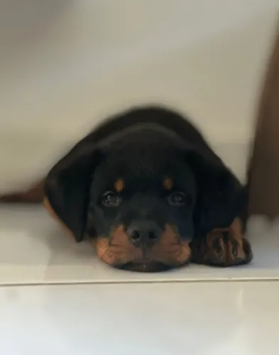 Filhotes de Rottweiler