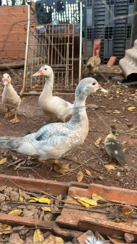 Patos a venda