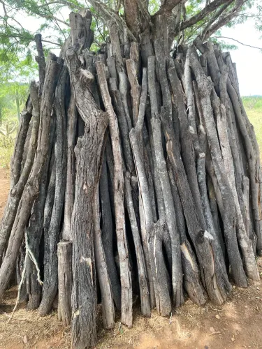 Estacas e mourões de Algaroba
