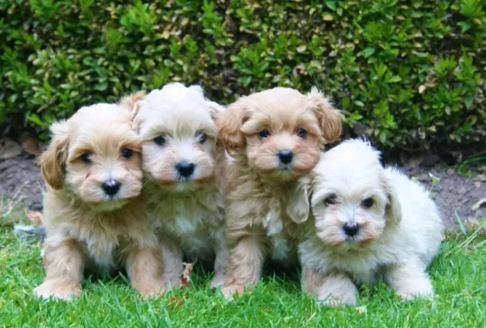 lindos e peludinhos . Fale Conosco e Compre - Whats 9.9751.6491