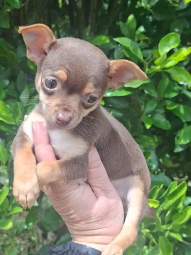 Chihuhaua femea linda por naturesa