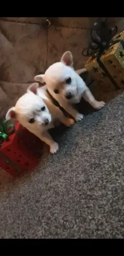 O encontro com seu novo amigo pode acontecer hoje