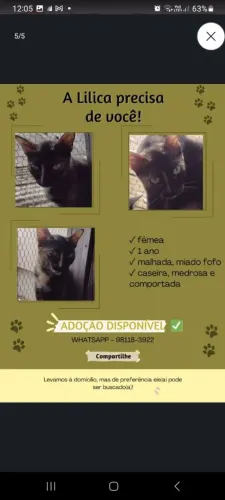 Doação de gatos criados dentro de casa. Só entre em contato se tiver realmente interesse.