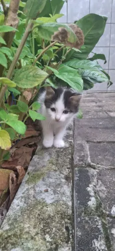 Gatinhos: 2 machos e 2 fêmeas, para escolher