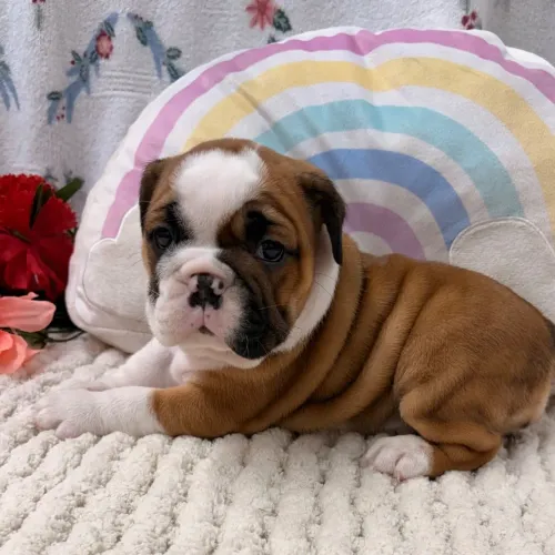 BullDog Inglês: Lindos Filhotes á pronta entrega