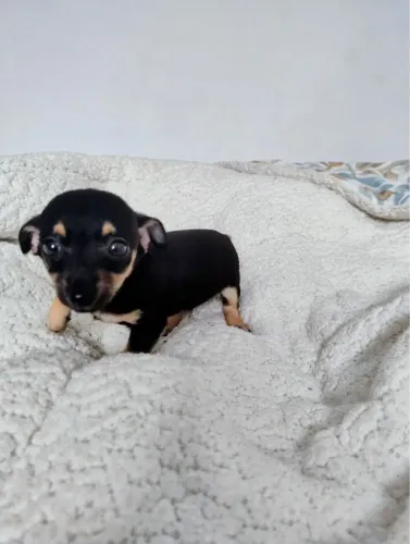Pinscher