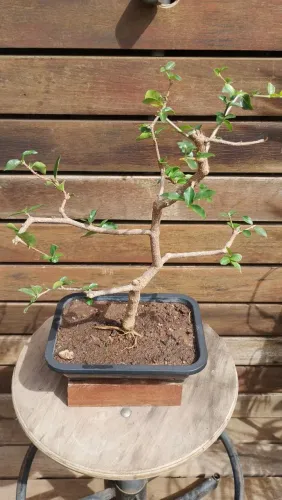 Bonsai de Acerola