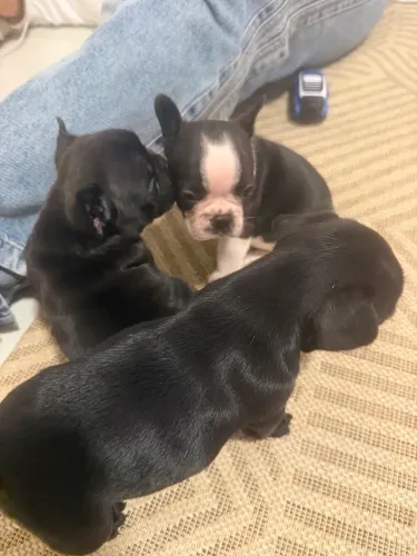 Filhote de bulldogue francês