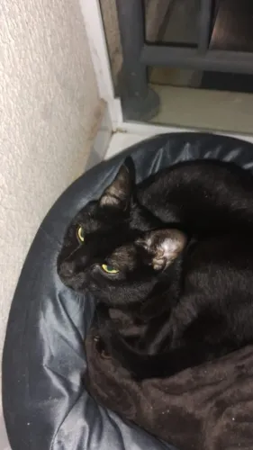 doação de gato