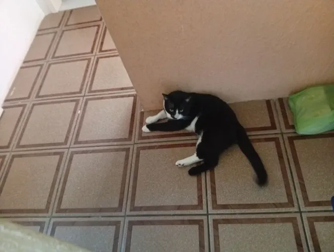 Doa se uma lindo gato