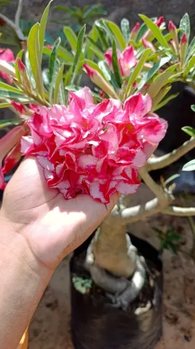 Rosa do Deserto Grande