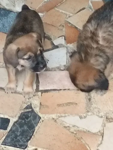 Doação de filhotes srd