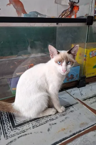 ADOTE A GATA SIALATA