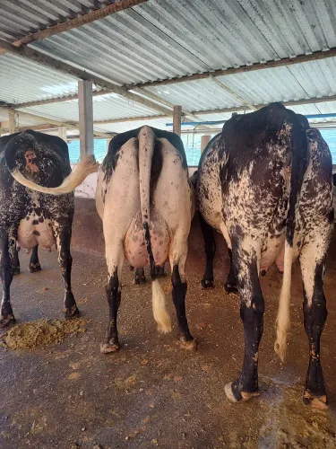  vacas 1/2 sangue de FIV
