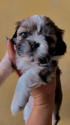 Shitzu