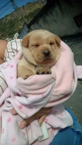 Doação de Chow Chow filhote