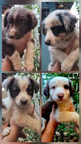 Filhotes de border collie