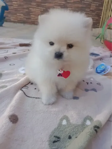 Lulu da Pomerânia Filhote com Pedigree e Entrega Segura