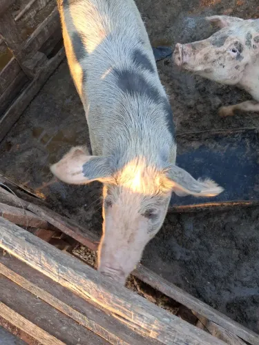 Porca Marroa (Mojando 1° cria) ela Piau nacional morando de porco raça (Nilo)
