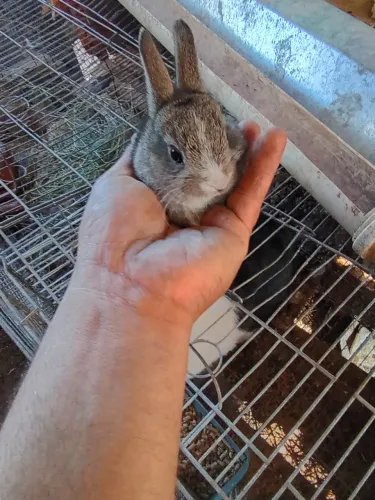 Vendo filhote de mini-coelho nertherlandia com 35 dia 