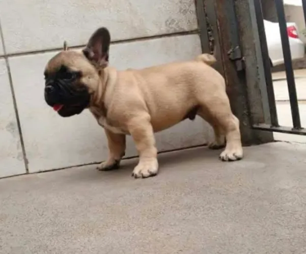 Bulldog francês 