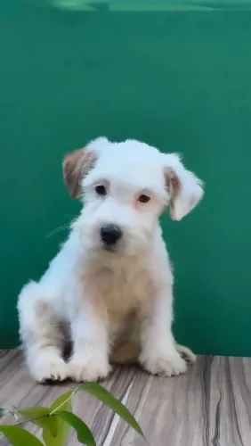 Jack Russell Terrier Macho branco