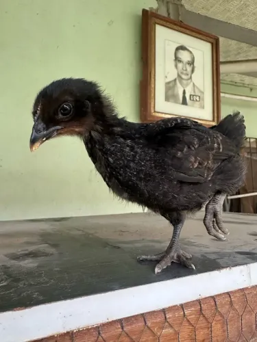Pintinho postura negra para ovos ou abate