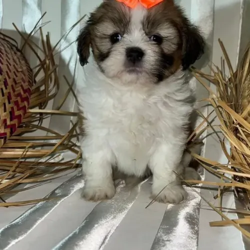 Seu novo companheiro Shih Tzu está aqui