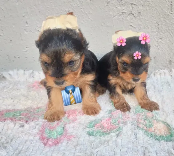 Yorkshire Terrier Mini - Filhote Encantador e Muito Carinhoso