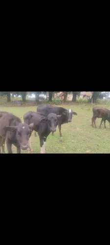 Vacas