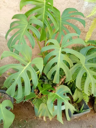 Vaso Costela de Adão