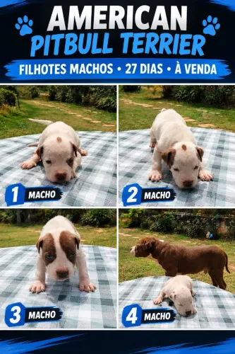 Vendo filhotes de American Pitbull terrier