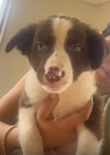 Border collie inteligencia e energia em um so filhote