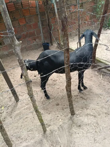 Ovelha