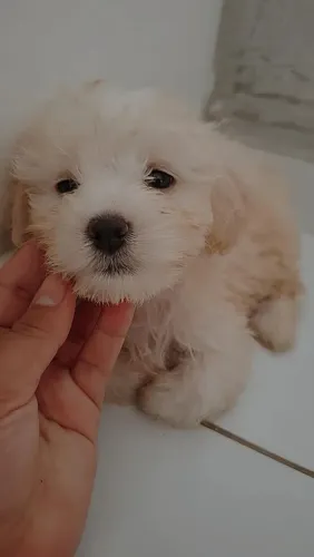Filhote poodle