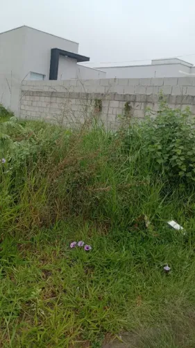 Limpeza de terreno 