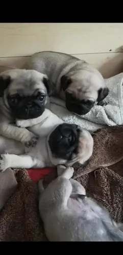 Pug filhote: Um amigo divertido e amoroso!