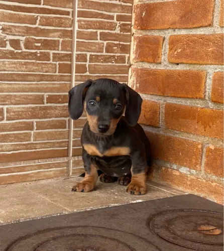 Dachshund Miniatura mais comum prático elegante