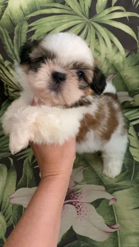 Lhasa Apso O Cão Perfeito para Quem Busca um Amigo Fiel!
