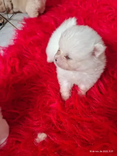 Lulu da Pomerânia anão 